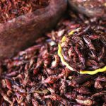 Insect Food - a pile of dried insects sitting next to a wooden scoop