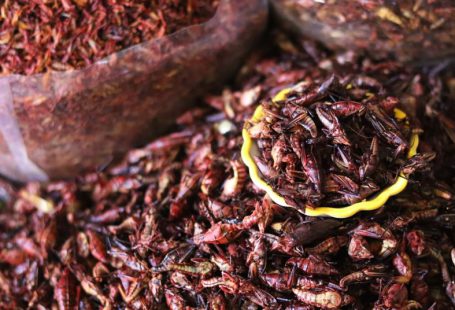 Insect Food - a pile of dried insects sitting next to a wooden scoop