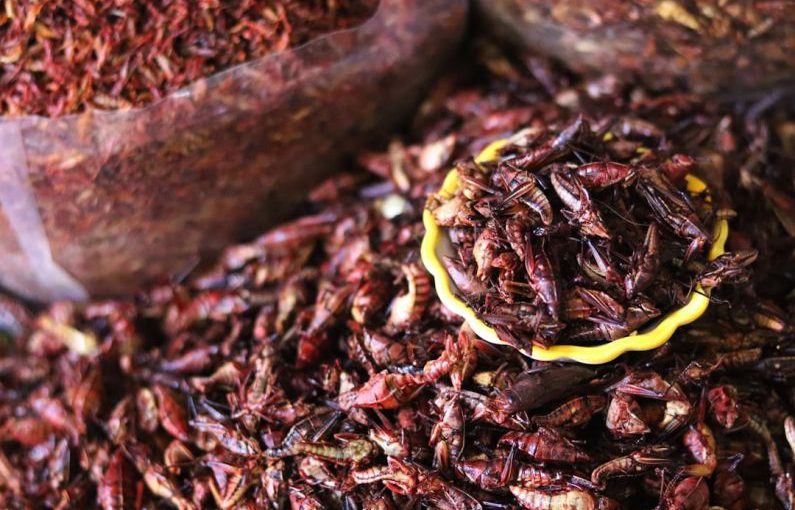 Insect Food - a pile of dried insects sitting next to a wooden scoop