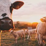 Dairy Alternatives - a herd of cows standing on top of a lush green field
