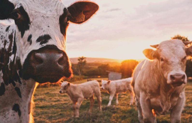 Dairy Alternatives - a herd of cows standing on top of a lush green field