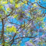 Hydroponics System - a tree filled with lots of purple and green flowers