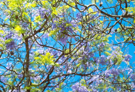 Hydroponics System - a tree filled with lots of purple and green flowers