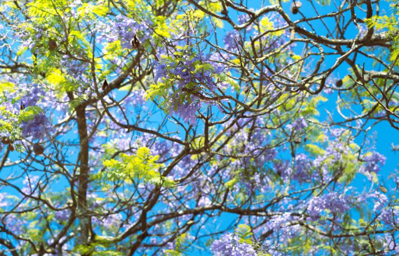 Hydroponics System - a tree filled with lots of purple and green flowers