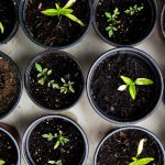Food Upcycling - green leafed seedlings on black plastic pots