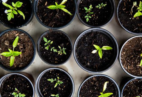 Food Upcycling - green leafed seedlings on black plastic pots