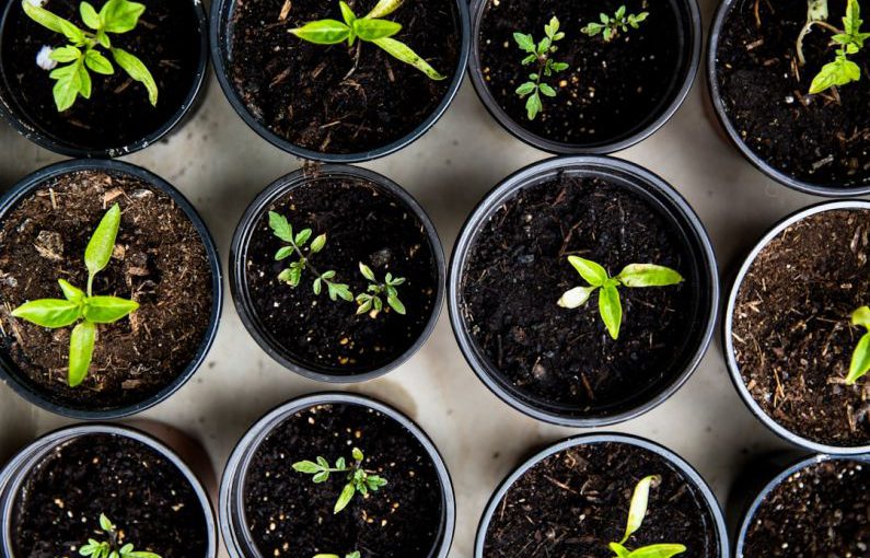 Food Upcycling - green leafed seedlings on black plastic pots