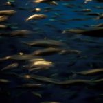 Underwater Farming - underwater photo of school of fish