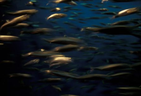 Underwater Farming - underwater photo of school of fish