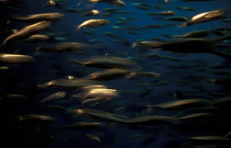 Underwater Farming - underwater photo of school of fish