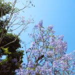 Climate-smart Agriculture - a tree with purple flowers in the foreground and a blue sky in the background