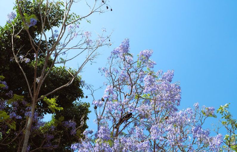 Climate-smart Agriculture - a tree with purple flowers in the foreground and a blue sky in the background