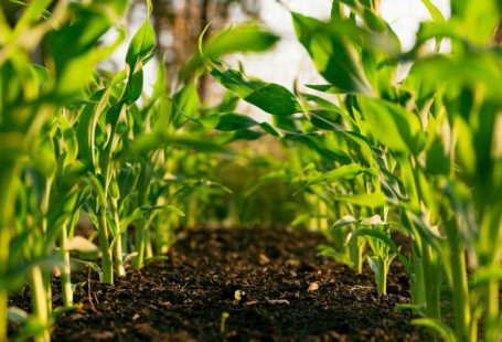 Organic Farming - green plant on brown soil
