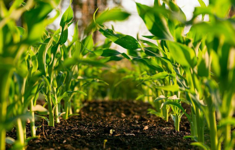 Organic Farming - green plant on brown soil