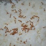 Eating Insects - swarm of fire ants on rice