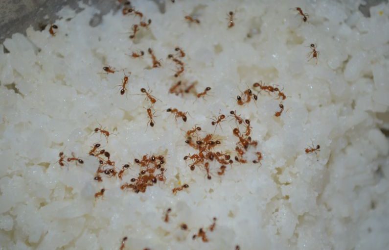Eating Insects - swarm of fire ants on rice