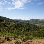 Agroforestry Landscape - a lush green hillside covered in lots of trees