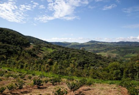 Agroforestry Landscape - a lush green hillside covered in lots of trees