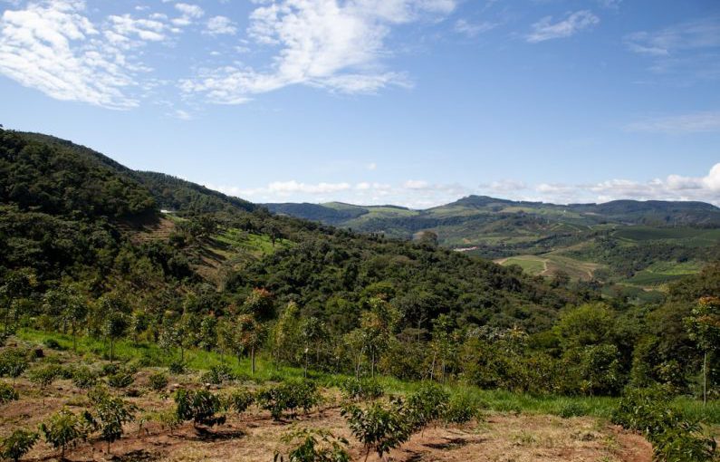 Agroforestry Landscape - a lush green hillside covered in lots of trees
