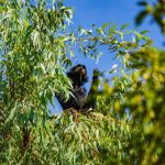 Invasive Species Food - black and white short coated small sized dog on green leaves tree during daytime
