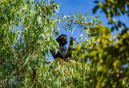 Invasive Species Food - black and white short coated small sized dog on green leaves tree during daytime