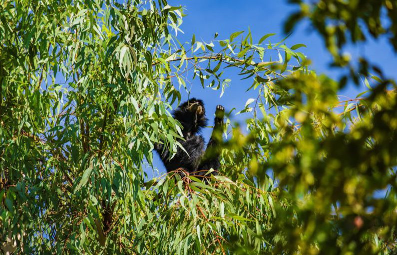Invasive Species Food - black and white short coated small sized dog on green leaves tree during daytime