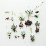 Plant Meat - flat lay photo of succulent plant