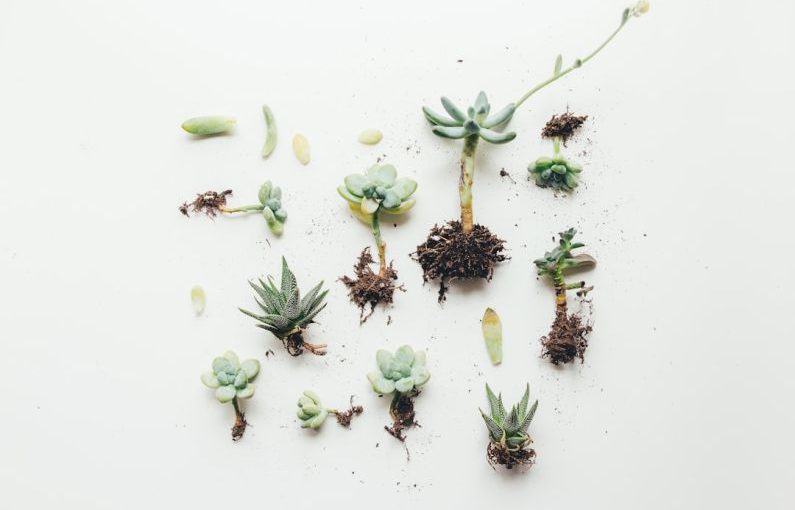 Plant Meat - flat lay photo of succulent plant