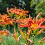 Edible Insects - orange flower in tilt shift lens
