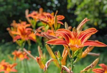 Edible Insects - orange flower in tilt shift lens