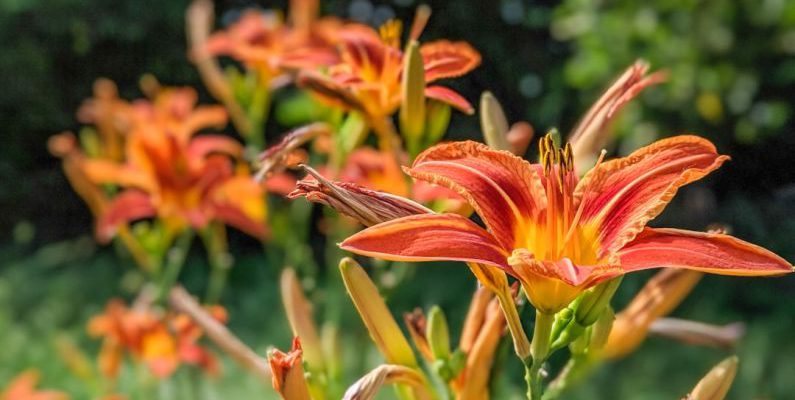 Edible Insects - orange flower in tilt shift lens