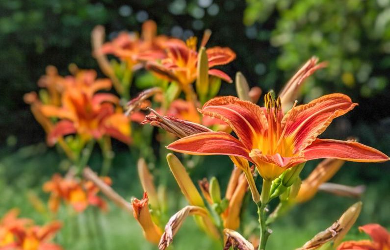 Edible Insects - orange flower in tilt shift lens