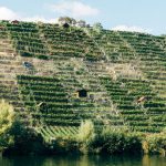 Vertical Farming - green and white concrete wall near body of water during daytime