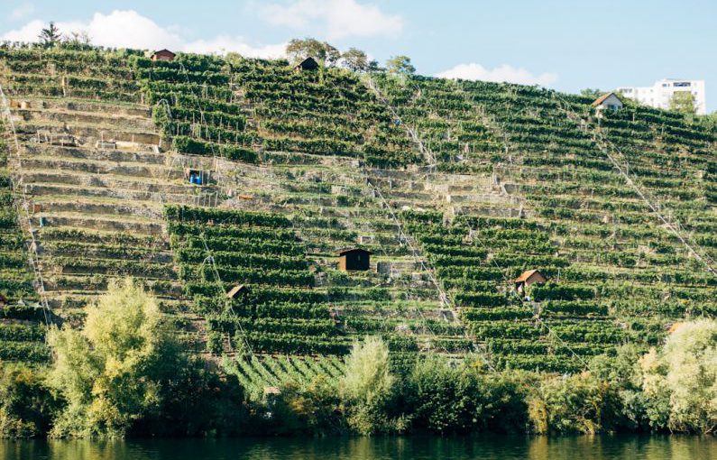 Vertical Farming - green and white concrete wall near body of water during daytime