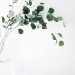 Plant-based Health - green leaf plant