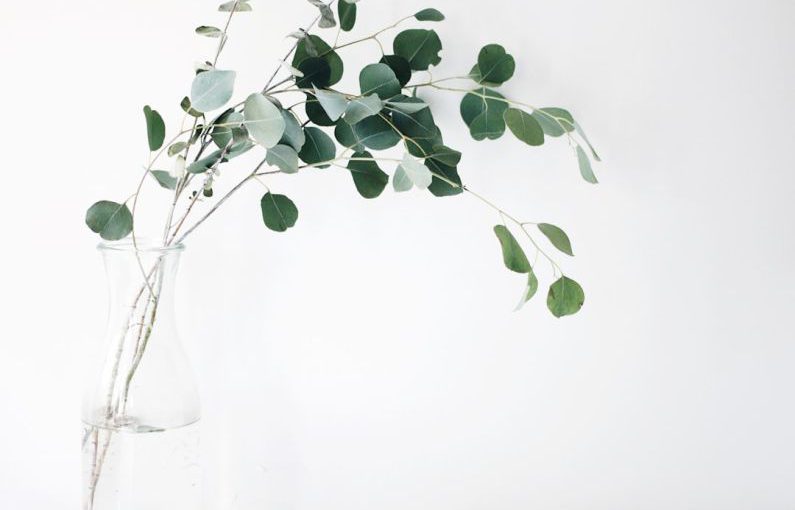 Plant-based Health - green leaf plant