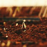 Sprouting Seeds - brown dried leaves on brown soil
