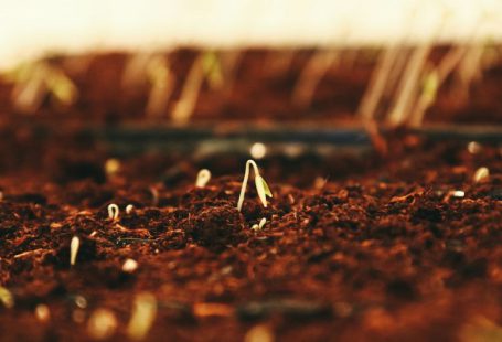 Sprouting Seeds - brown dried leaves on brown soil