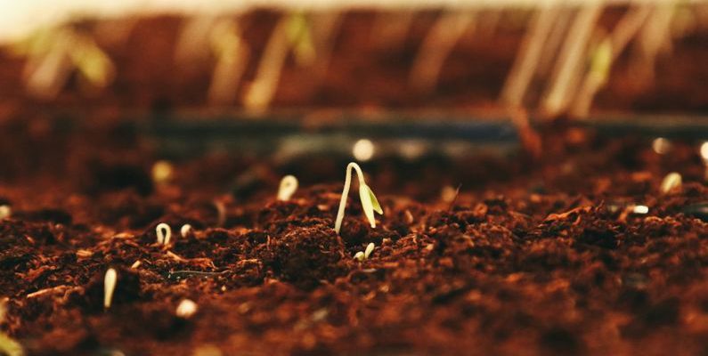 Sprouting Seeds - brown dried leaves on brown soil
