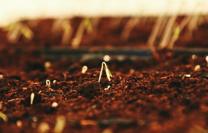 Sprouting Seeds - brown dried leaves on brown soil