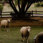 Livestock Farming - a herd of sheep standing on top of a lush green field