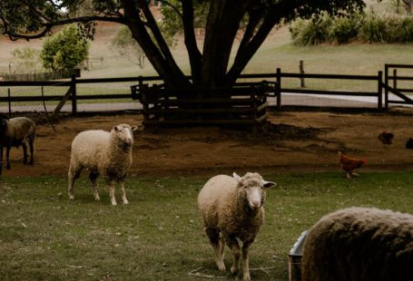 Livestock Farming - a herd of sheep standing on top of a lush green field