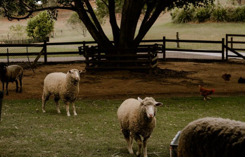 Livestock Farming - a herd of sheep standing on top of a lush green field