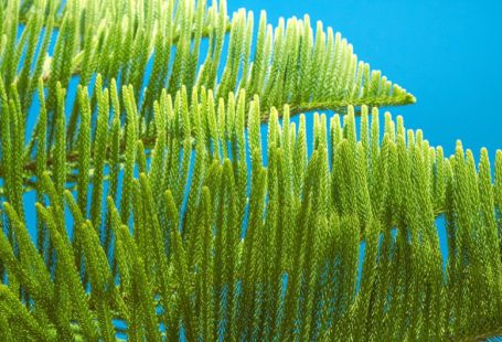 Water Conservation Farming - a close up of a tree branch with a blue sky in the background