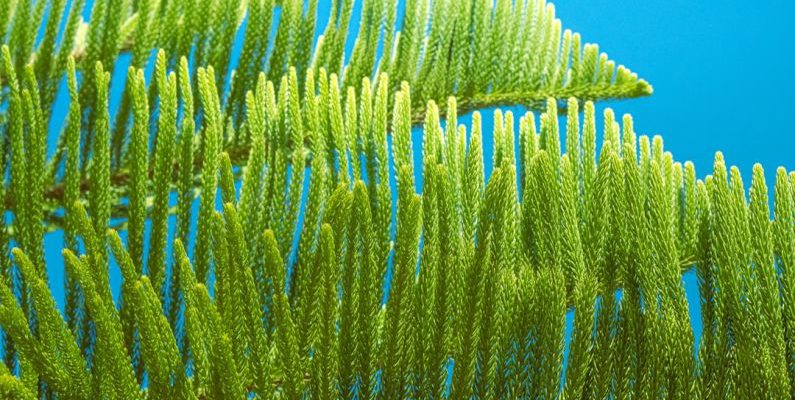 Water Conservation Farming - a close up of a tree branch with a blue sky in the background