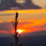 GMO Farming - a close up of a colorful sunset