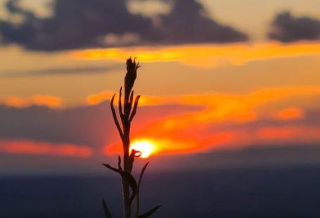 GMO Farming - a close up of a colorful sunset