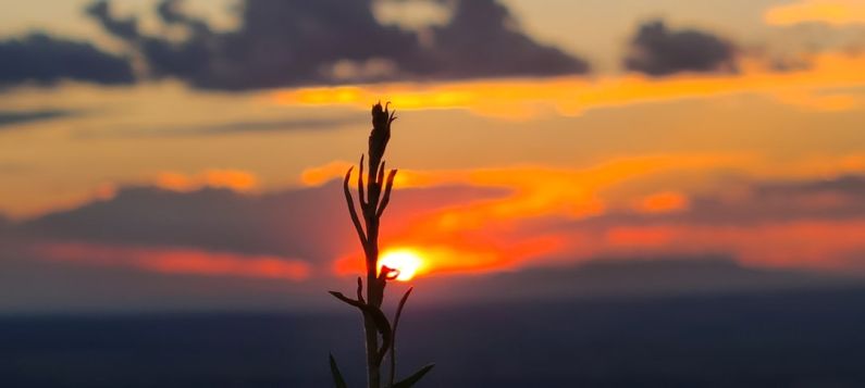 GMO Farming - a close up of a colorful sunset