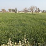 Crop Insurance - a large field of green grass with trees in the background