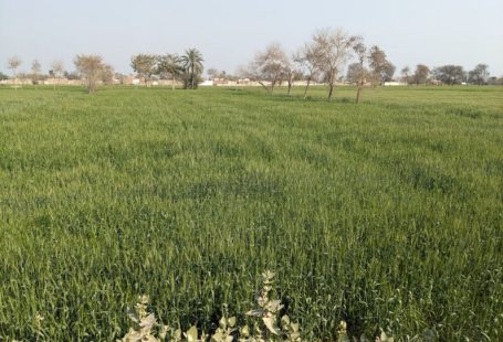 Crop Insurance - a large field of green grass with trees in the background